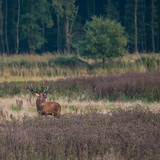 Red deer rut